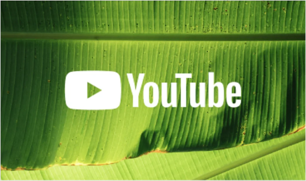 Logo YouTube blanc en aplat sur une grande feuille verte