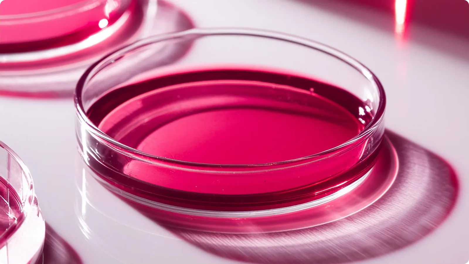 Boîte de Petri aux couleurs de Red Drop Lab